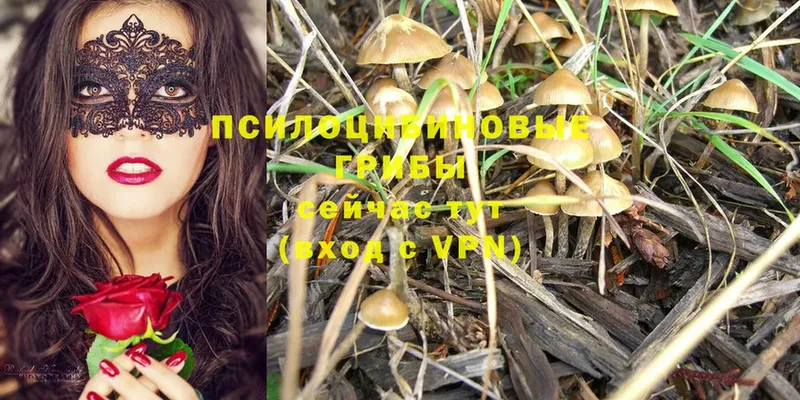 наркотики  Клин  Галлюциногенные грибы MAGIC MUSHROOMS 